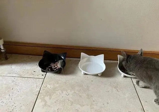 《猫和老鼠》真实上演！捕鼠猫邀请老鼠回家吃饭，大家一起分猫粮！