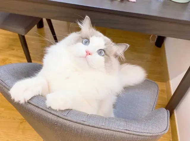 朋友把布偶猫“送给我”，转过头却向我要钱，我凭什么给他？