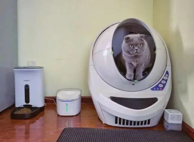 帮年轻人的猫“养生”，正在成为一门好生意