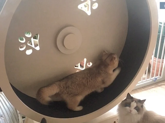 这猫怎么做到又瘦又胖？网友纷纷晒出同款猫咪