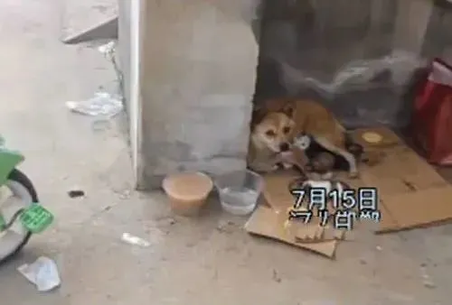 流浪狗在小区楼下辗转，几天后生下幼崽：原来是在找地生孩子