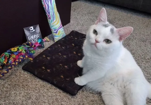 患侏儒症的猫咪想当猫老大，长着一副厌世脸，实际上却又傻又可爱