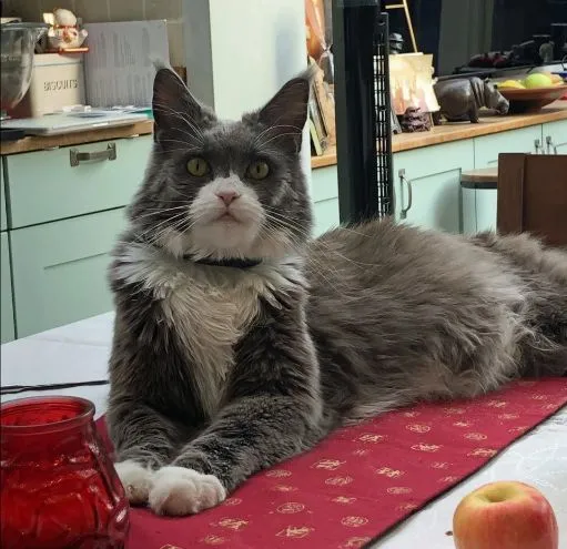 为争猫抚养权，俩邻居闹上法庭，花光一生的积蓄！网友：这猫身价太恐怖了！