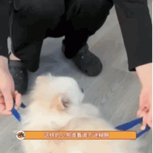 大丹犬在身后偷吃，主人回头一看却发现狗头“断了”…直接被吓哭！