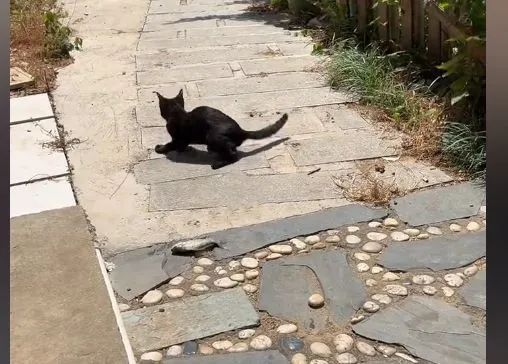 小伙河边夜钓时，流浪猫“罗小黑”陪钓一夜：给条小鱼不过分吧？