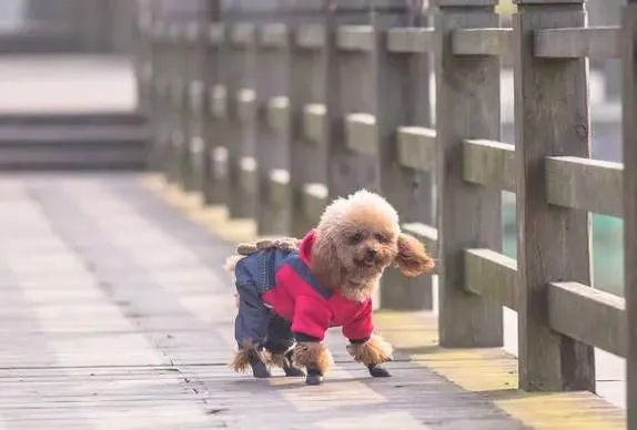 泰迪犬走丢了，一般会躲哪里？有可能是这几个地方！
