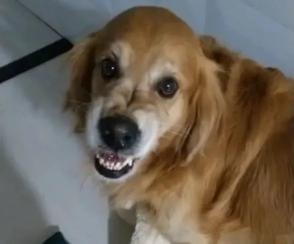 训导员休假回来，搜救犬激动地出门迎接却没认出来：眼熟但不确定，再看看…