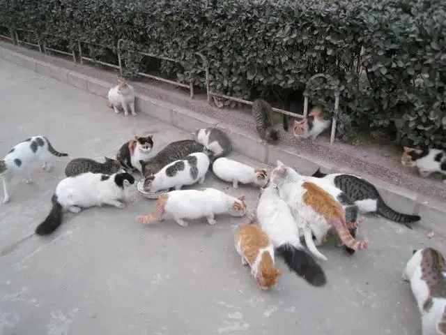 “妻子收养15只流浪猫，工资花在猫身上”