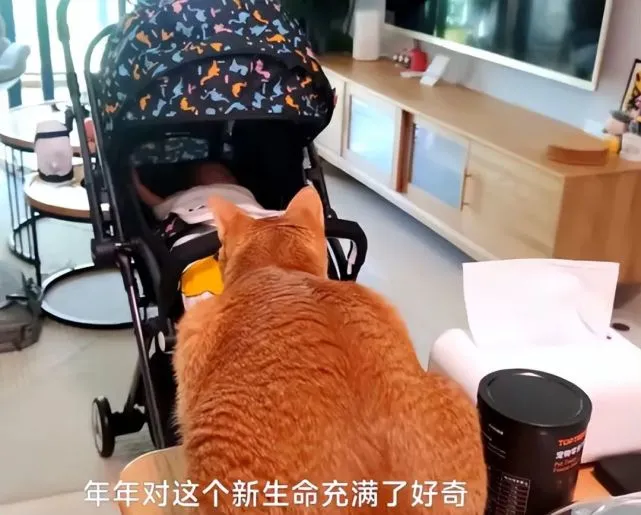 橘猫在感知到了女主人怀孕后，开始小心翼翼：期待我的小主人