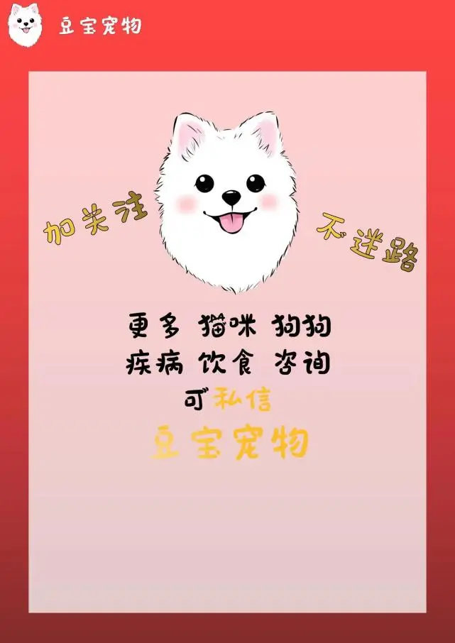 【豆宝小课堂】猫咪得耳螨怎么办