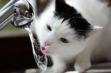 猫突然爱喝水就是得传腹啦？铲屎官不要过于杞人忧天