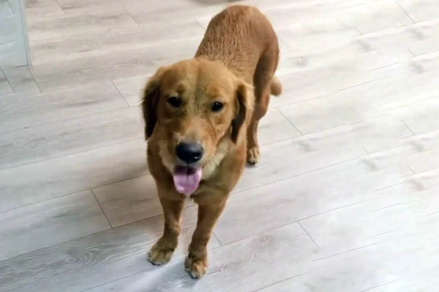 路边偶遇流浪金毛犬，因一饭之恩追车十几公里，努力讨好宠物狗