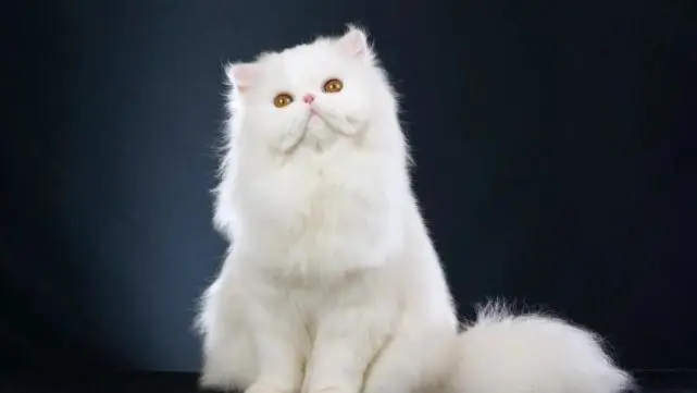 看起来自由的流浪猫会比被保护的宠物猫开心吗
