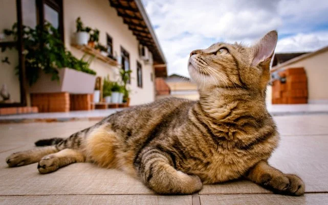 猫咪也会说话！猫咪肢体语言大解析。