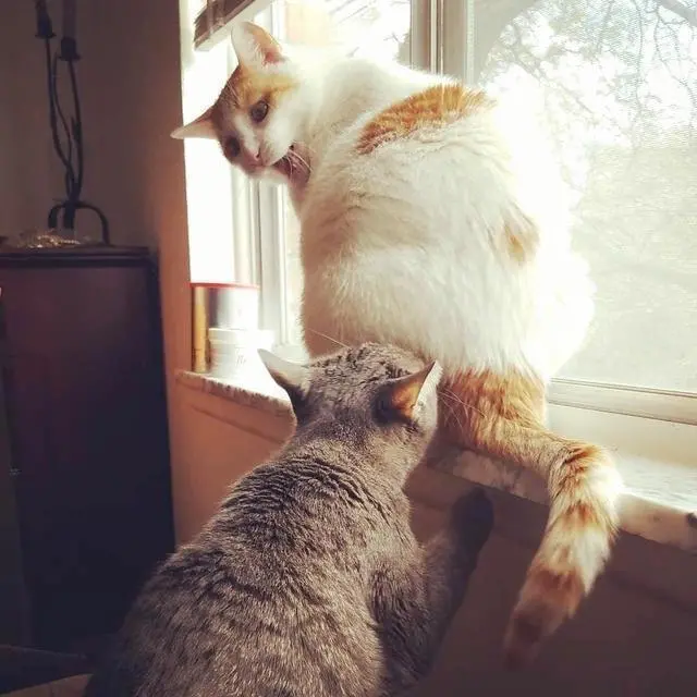 “养猫3年，我觉得猫咪一点也不喜欢我，只是在利用我”