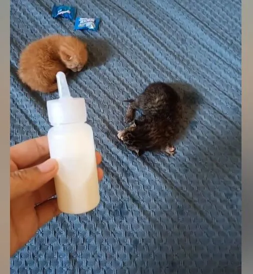 4只小猫被装箱扔进河里，幸得好心人救助：都是刚出生的幼猫