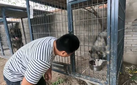 因“护食”换7任主人的狗，被罗威纳“治”好了：恶犬还需恶犬收