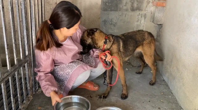 被主人卖掉的马犬，即使内心恐惧依然努力配合治疗，懂事得让人心疼