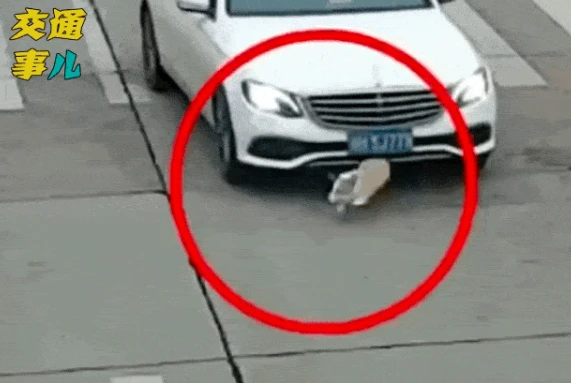 【养犬管理】《宠物管理专项规约》新鲜出炉，铲屎官必看！