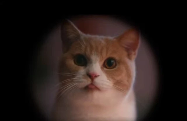 盘点！直戳心窝的猫咪营销