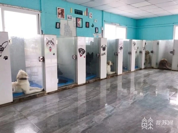 5000元一个月的“狗狗培训班”，是噱头还是专业？