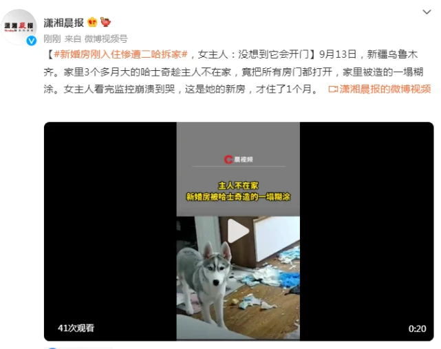 新婚房刚入住惨遭二哈拆家，女主人：没想到它会开门