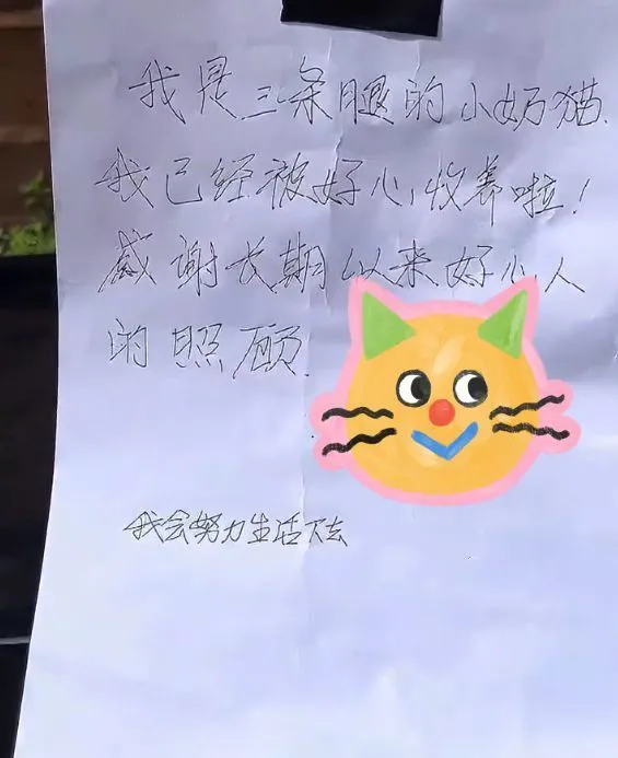 喂养多时的3腿小猫不见了，只留下张纸条，小伙看完后心情很复杂