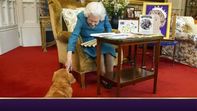 英国女王留下的柯基犬有去处了，安德鲁王子将收养2条
