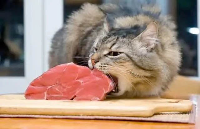 你知道吗？猫咪的“生理构造”决定了它们只能吃肉