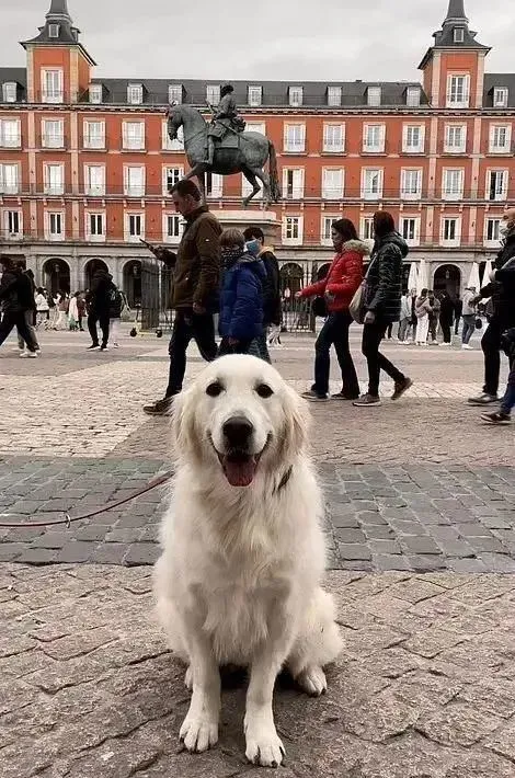 兼职旅行博主的金毛服务犬：一边周游世界，一边守护铲屎官安全