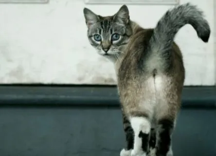 猫有这几种行为说明它在偷偷爱着你，很多人却不知道……