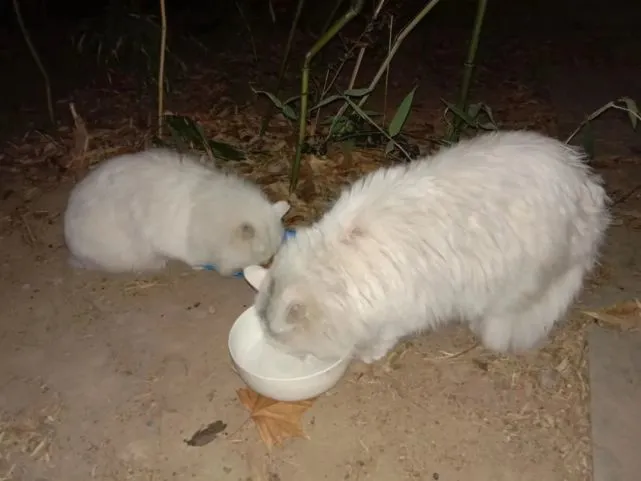 朱琳：我和猫咪有个约定