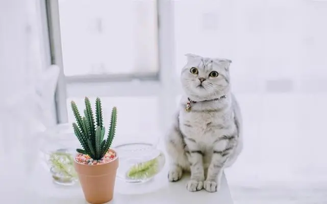 萌宠小知识｜宠物误食易中毒的植物
