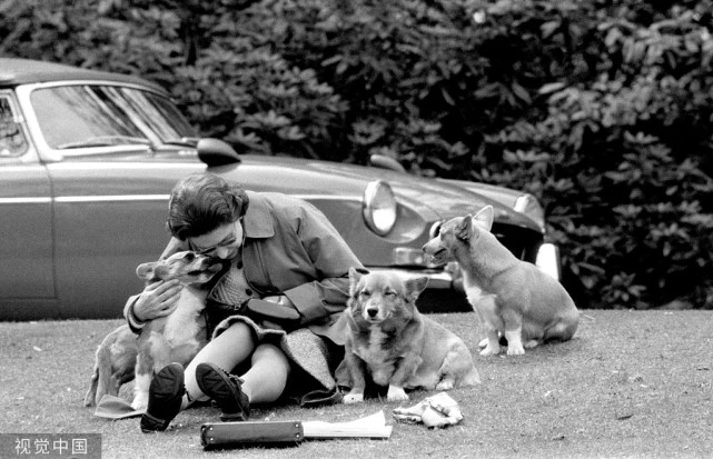 英女王爱犬将由安德鲁王子和前妻领养，曾在疫情期间陪伴女王