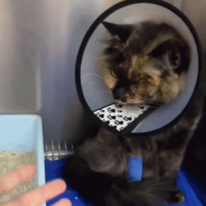 猫咪偷溜出去几分钟，女子再次见到时心碎了：这一定很疼吧？
