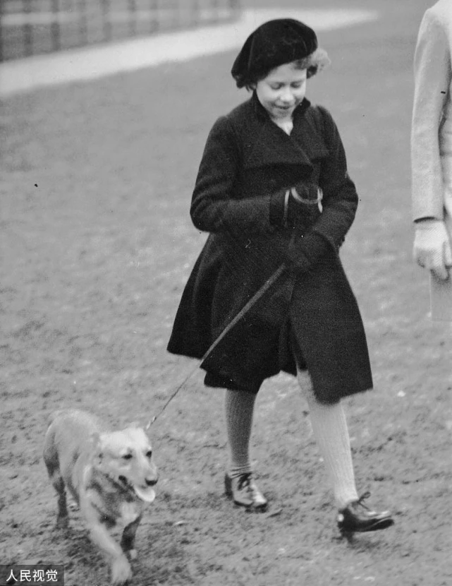 英媒：安德鲁王子将收养英女王的两条柯基犬