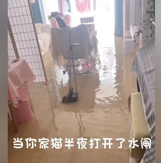 女子一觉醒来发现家被淹了，顿时血压升高：这猫真不想要了