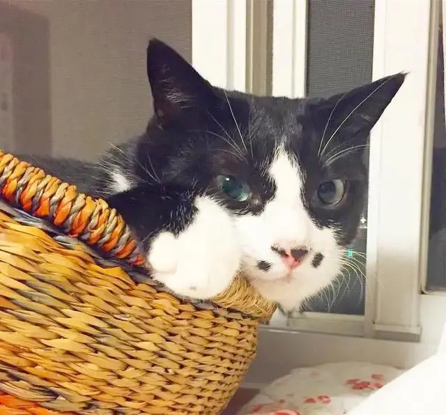 铲屎官别被骗了，“弃猫效应”只会伤害你的猫