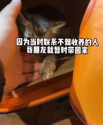 2只刚出生小猫被扔下河，幸遇小伙搭救后晒干：素质真是太差了